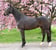 Annuncio cavallo