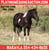 Annuncio cavallo