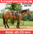 Annuncio cavallo
