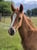 Annonce cheval