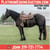 Annuncio cavallo