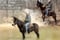 Horse ad
