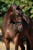 Annuncio cavallo