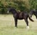 Horse ad