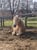 Annuncio cavallo