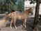 Horse ad