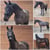 Horse ad