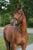 Annuncio cavallo
