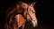 Horse ad