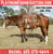 Horse ad