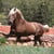 Annuncio cavallo