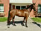 Annuncio cavallo
