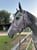Horse ad