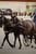 Horse ad