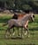 Annuncio cavallo