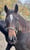 Annuncio cavallo