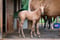 Annuncio cavallo