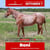 Paardadvertentie