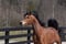 Horse ad