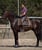 Horse ad