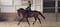 Annuncio cavallo