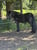 Horse ad
