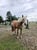 Horse ad