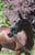 Annuncio cavallo