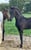 Horse ad