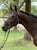 Horse ad