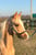 Horse ad