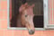 Horse ad