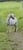 Horse ad