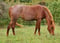 Horse ad