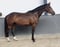 Annuncio cavallo