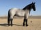 Horse ad