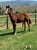 Annuncio cavallo