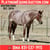 Horse ad