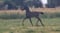 Annuncio cavallo