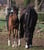 Annonce cheval