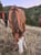 Horse ad