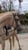 Horse ad