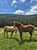 Horse ad