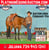 Horse ad
