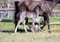 Annonce cheval