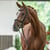 Annuncio cavallo