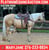 Horse ad