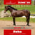 Annuncio cavallo