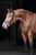 Annuncio cavallo