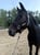 Annuncio cavallo